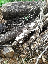 Lentinus scleropus image