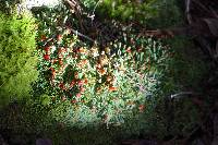 Cladonia didyma image