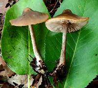 Entoloma pseudopapillatum image