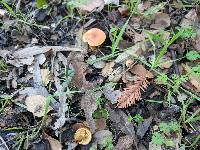 Pholiota spumosa image