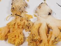 Ramaria gelatinosa image