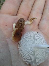 Oudemansiella canarii image