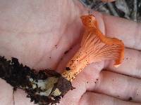 Cantharellus coccolobae image