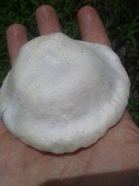 Lentinus scleropus image