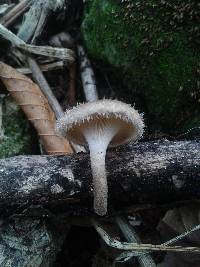 Lentinus crinitus image