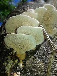 Earliella scabrosa image