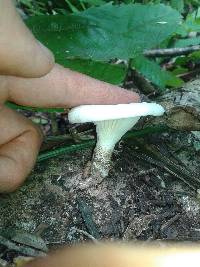 Lentinus scleropus image