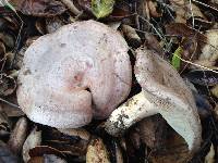 Lactarius argillaceifolius var. megacarpus image