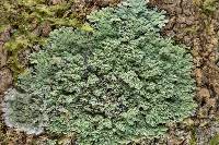 Phyllopsora pyxinoides image