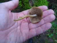 Psathyrella piluliformis image