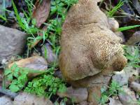 Boletus subtomentosus image