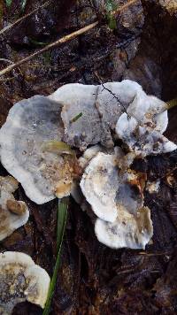 Bjerkandera adusta image