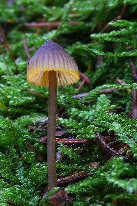 Mycena aurantiomarginata image