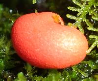 Lycogala epidendrum image