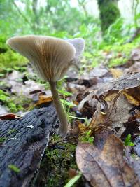 Pseudoclitocybe cyathiformis image