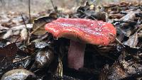 Russula rhodocephala image