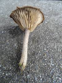 Pseudoclitocybe cyathiformis image