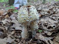 Amanita velatipes image