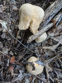 Tricholoma odorum image