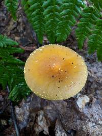 Amanita flavorubens image