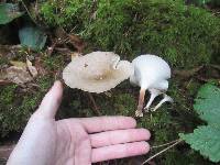 Polyporus leptocephalus image