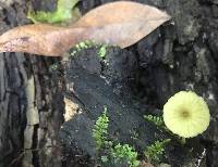 Entoloma incanum image