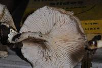 Clitocybe salmonilamella image