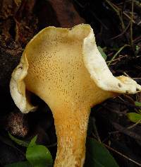 Albatrellus subrubescens image