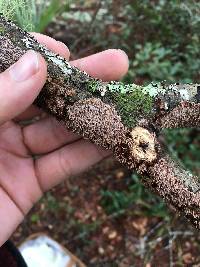 Hydnoporia olivacea image