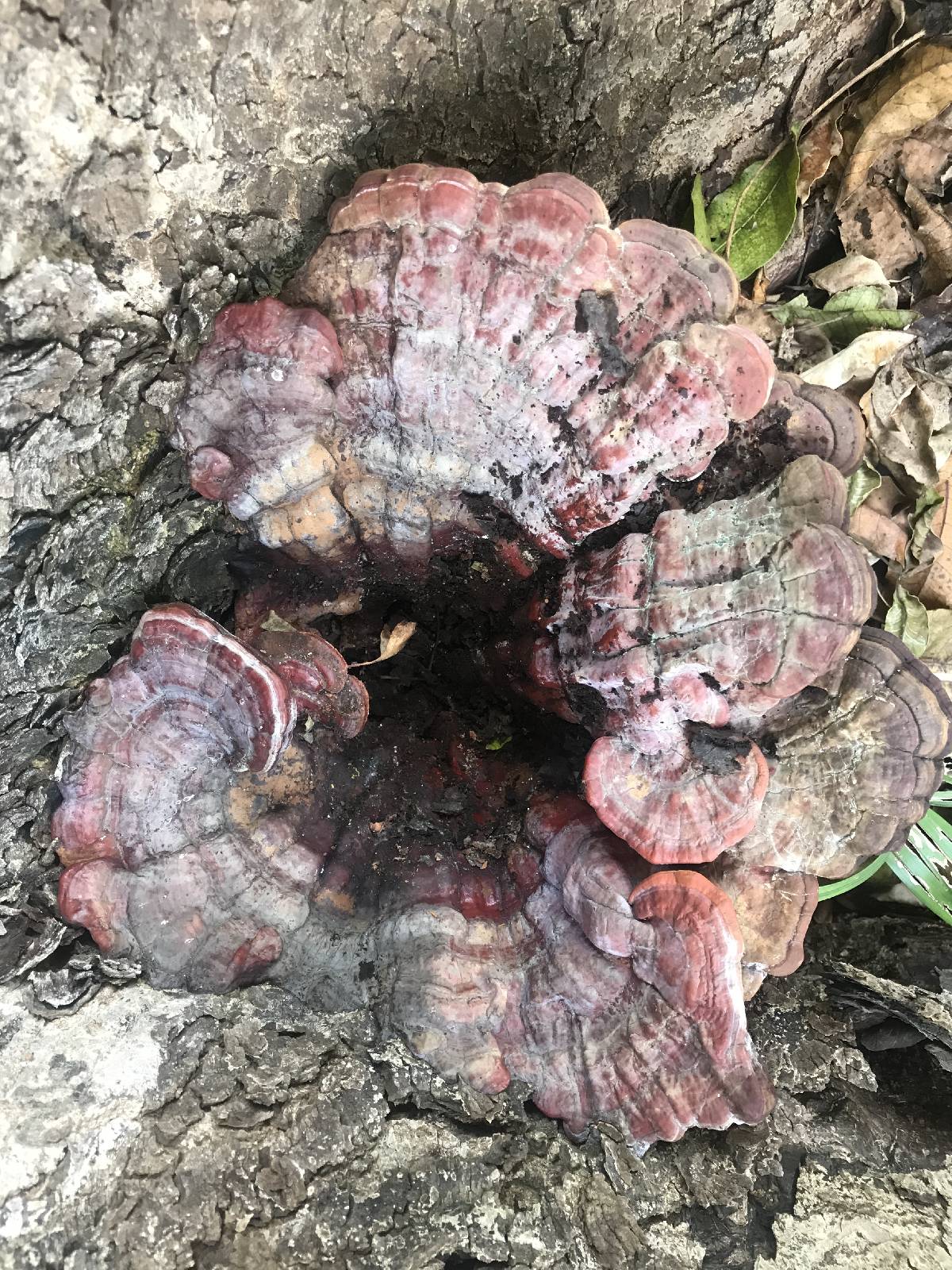 Ganoderma weberianum image