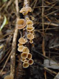 Schizophyllum amplum image