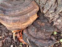 Ganoderma adspersum image