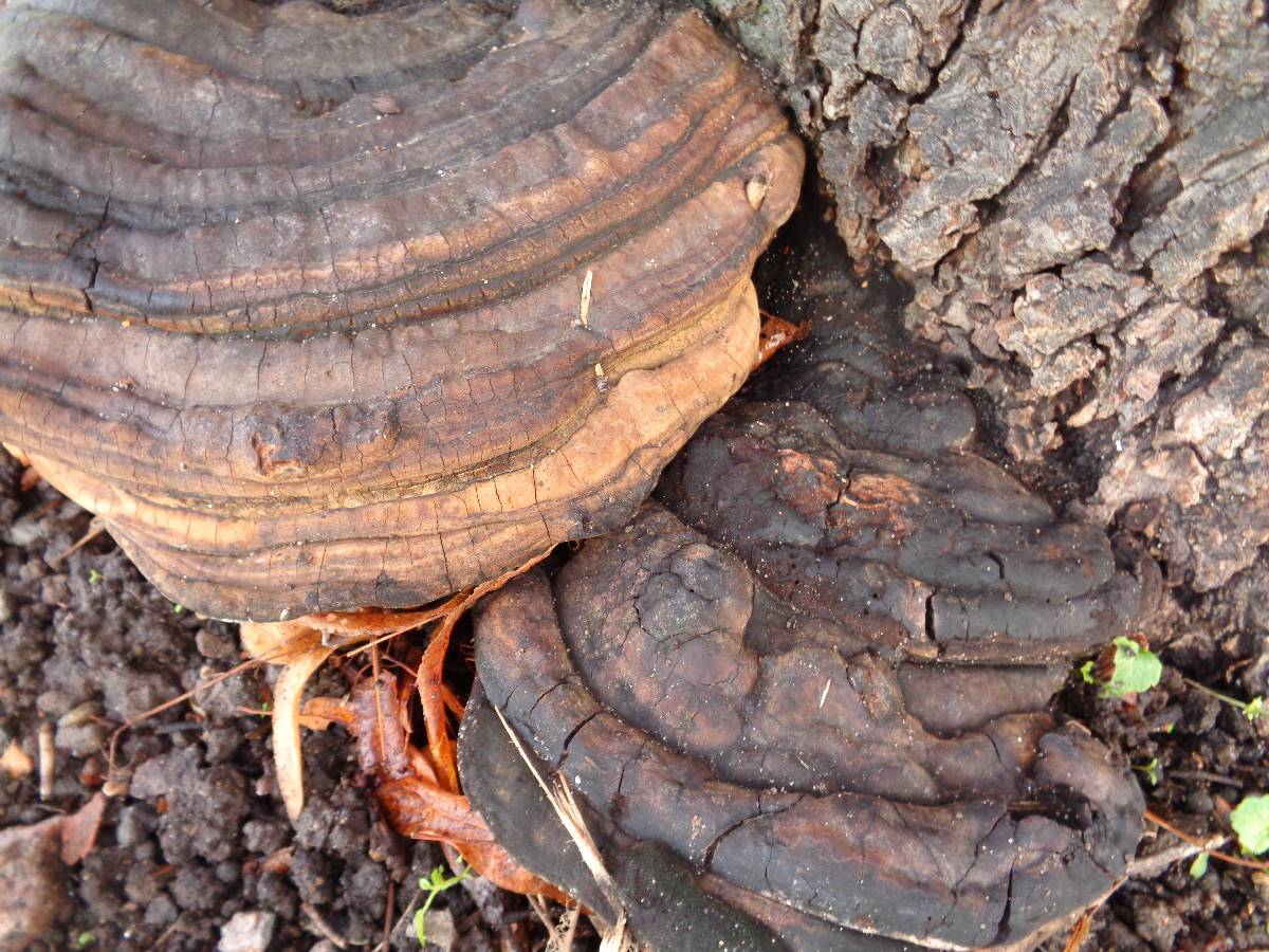 Ganoderma adspersum image