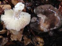 Russula aeruginea image