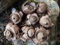 Geastrum triplex image