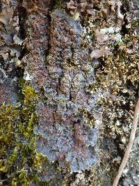 Degelia plumbea image