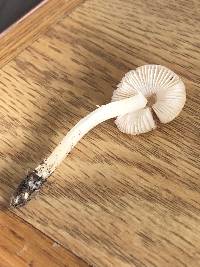 Leucoinocybe lenta image