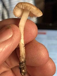 Leucoinocybe lenta image