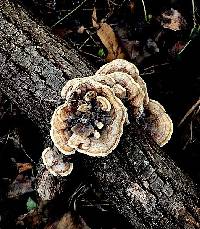 Trametes ochracea image