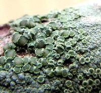 Lecanora strobilina image