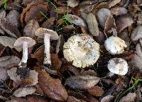 Inocybe insinuata image