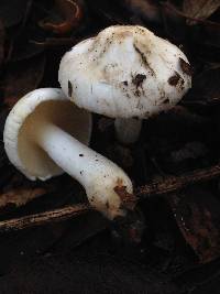 Inocybe insinuata image