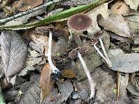 Psathyrella bipellis image