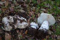 Leucoagaricus amanitoides image