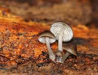 Mycena aprilis image