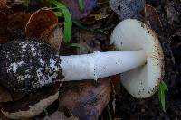 Amanita calyptratoides image