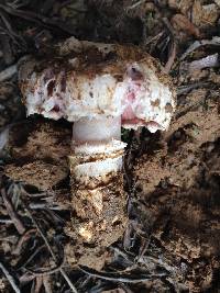 Agaricus bitorquis image