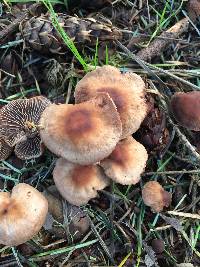 Gymnopus brassicolens var. brassicolens image