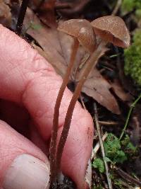 Psathyrella corrugis image