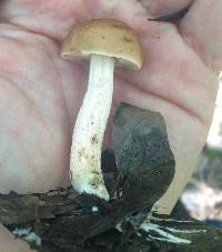 Leccinum roseoscabrum image